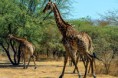 /album/senegal-/a385171-original1-2pn6j-jpg/